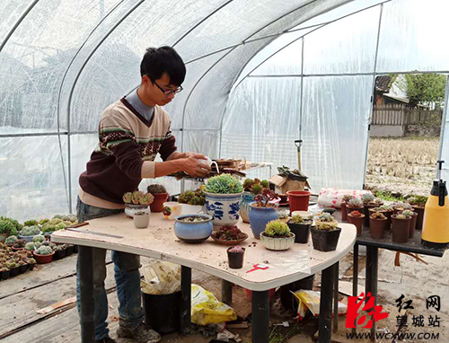 望城95后大学生自主创业变身“多肉棚主”