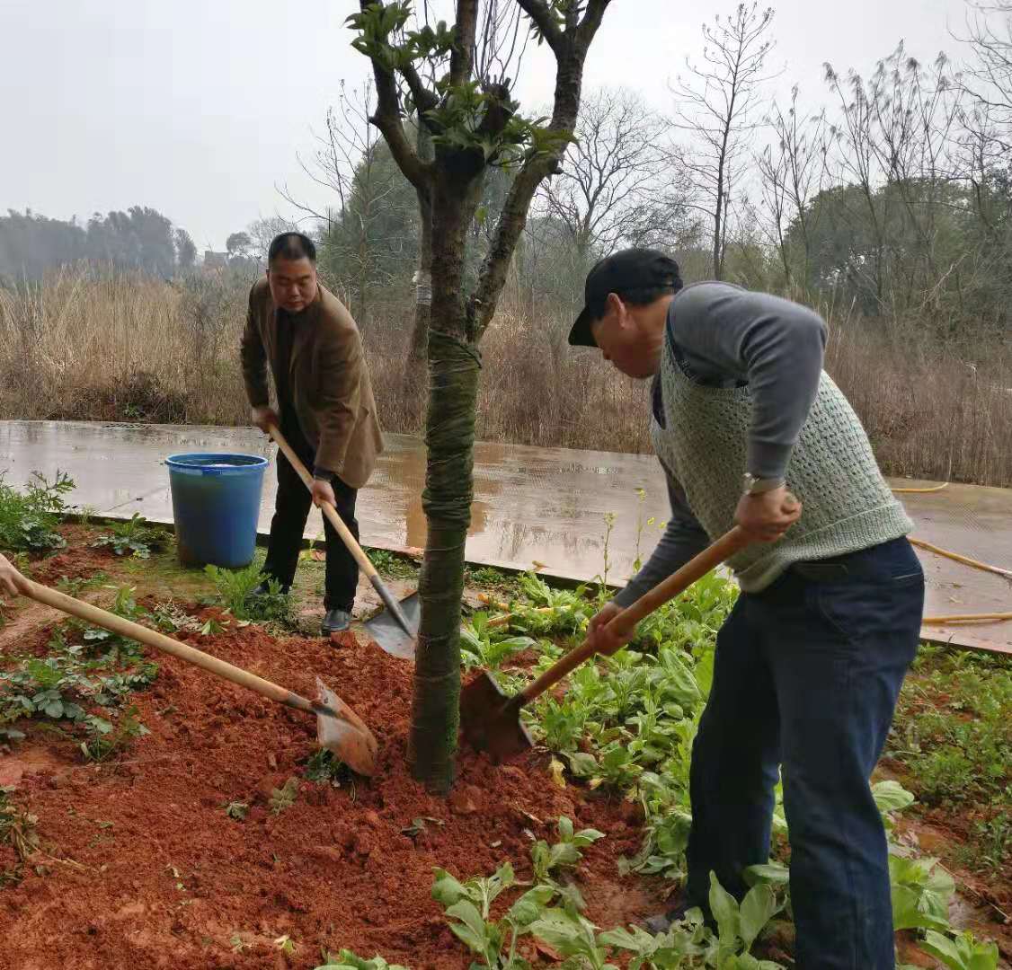 早春种得一抹绿 更待金秋丹桂香|| 后勤处开展春季植树活动 早春种得一抹绿 更待金秋丹桂香|| 后勤处开展春季植树活动