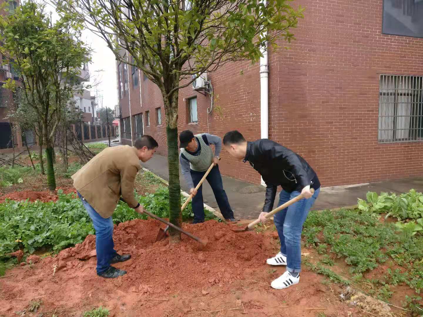 早春种得一抹绿 更待金秋丹桂香|| 后勤处开展春季植树活动 早春种得一抹绿 更待金秋丹桂香|| 后勤处开展春季植树活动