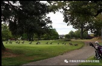 体验加拿大贵族运动，享受周末的乐趣。